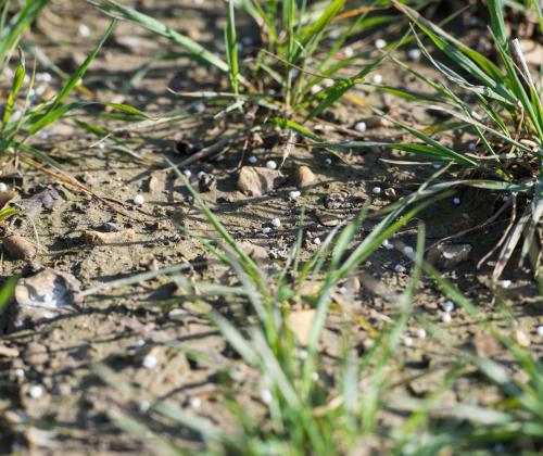 Crops in soil credit Rothamsted Research