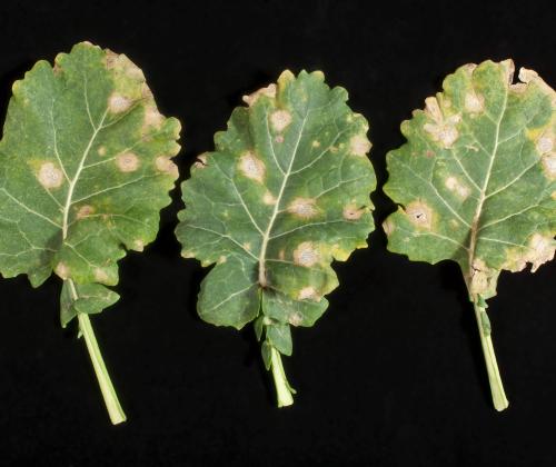 phoma leaf spot on 3 leaves