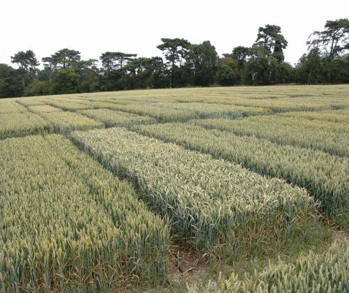 Wheat field photo credit Rothamsted Research