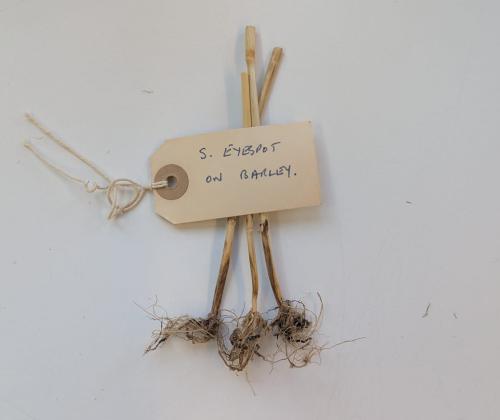 bunch of dried barley that is diseased with eyespot