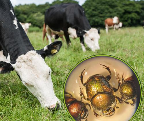 Cows grazing in a field. A close up of a green beetle in a circle.