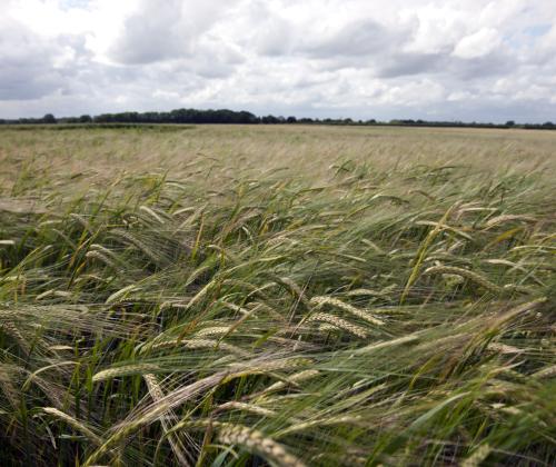 Field of wheat