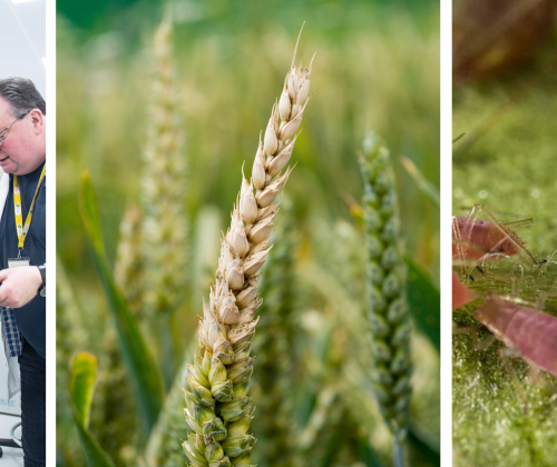 man showing petri dishes to group, wheat looking diseased, aphid on a leaf