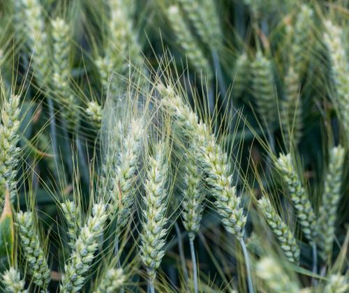 wheat