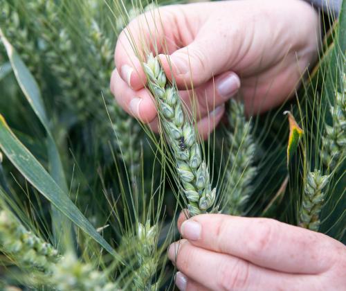 hands holding a green wheat crop