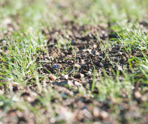 seedlings growing in field