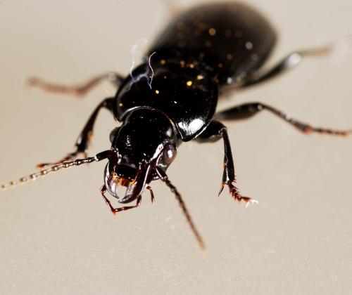 black carabid beetle