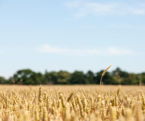 Field of wheat plants