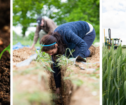 image of sapling in soil, a scientist digging in a trench, a scientist collecting a core of soil