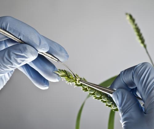 Wheat embryo isolation