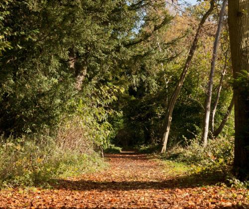 Autumn scene