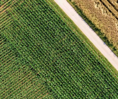 green field from a bird's eye view