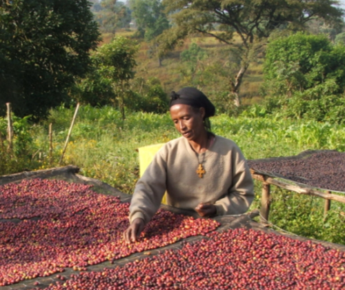 woman standing over a harvest of berries