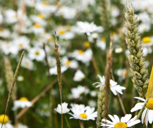 camomile