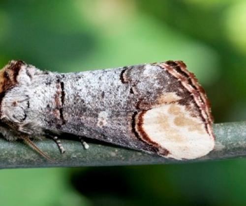 buff tip moth