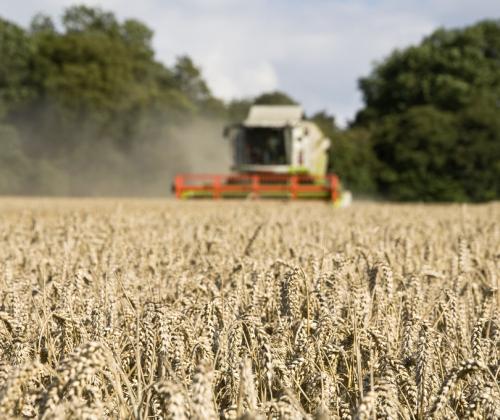 Wheat being harvested