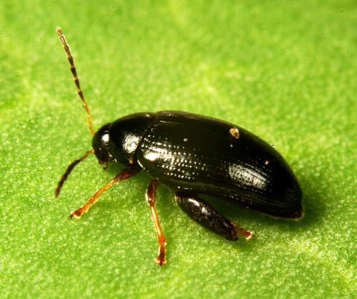 cabbage stem flea beetle on leaf