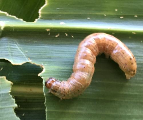 worm on a leaf