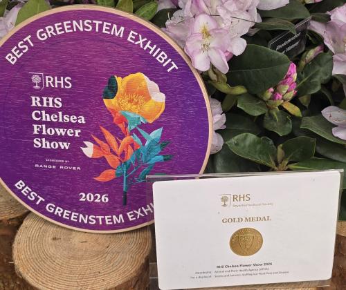 gold award