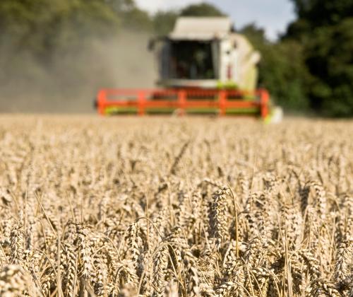 harvesting wheat