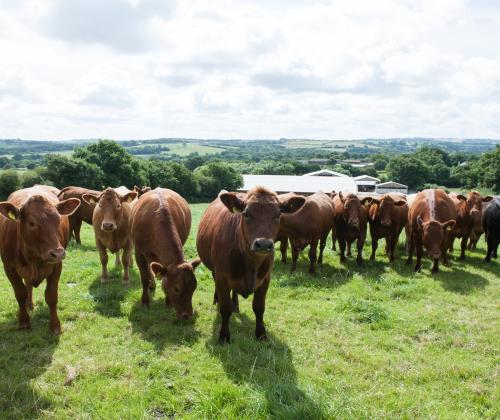 Cattle at North Wyke Farm