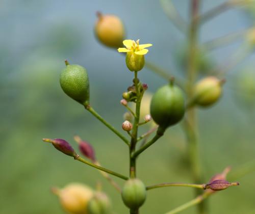 camelina