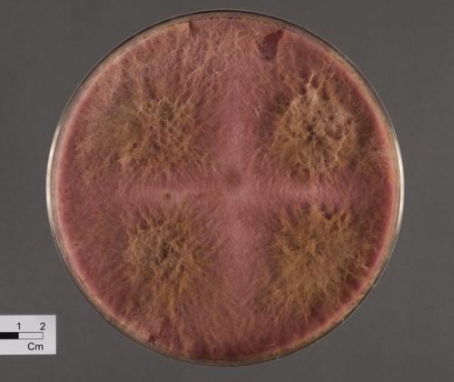 fusarium petri dishes