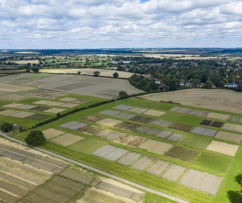 Crop plots of long term experiment at Harpenden 