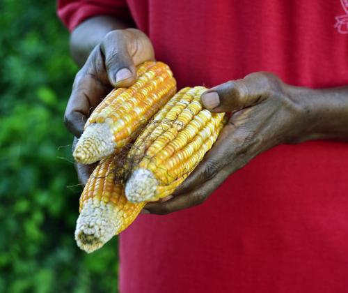 Nigerian farmer with corn