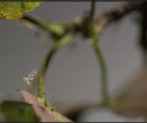 Aphid taking off