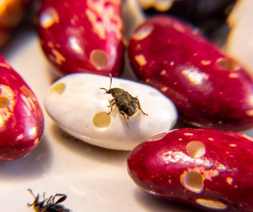 Bean beetles