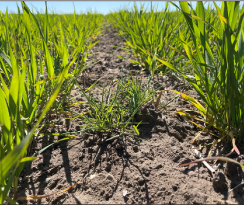 Blackgrass growing among wheat