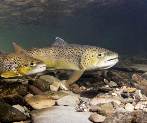 Brown trout