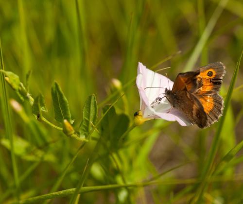 Butterfly feeding