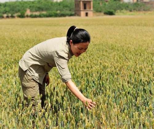 China wheat farming