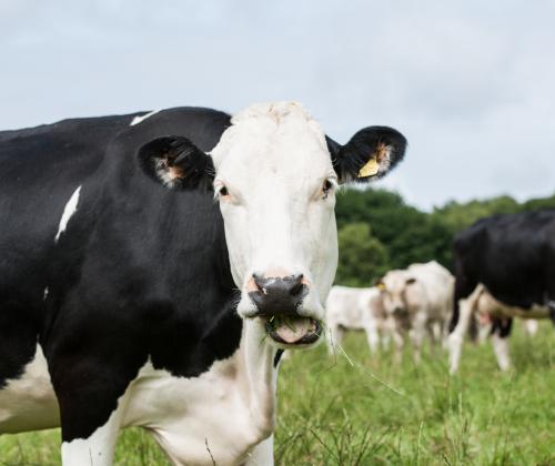 Cow eating grass