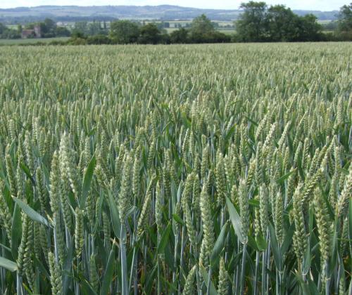 field of wheat