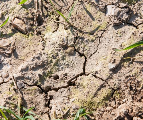 cracked dry soil