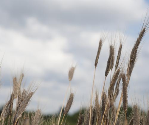 field of einkorn wheat