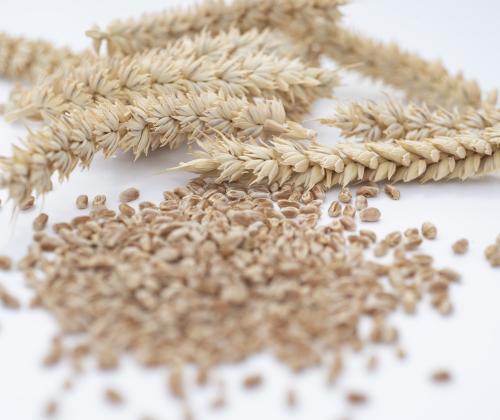 Gene edited wheat line