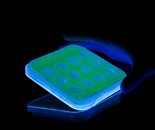 Fluorescent confrontation bioassay, showing Zymoseptoria tritici (green) challenged by bacterial isolates. The pipeline combines this screening approach with genome mining and chemistry to identify candidate antifungal metabolites. 