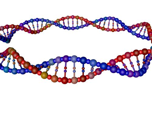 DNA loop