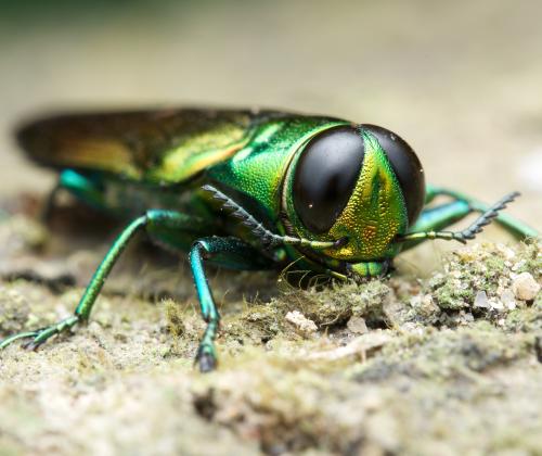 Emerald Ash Borer