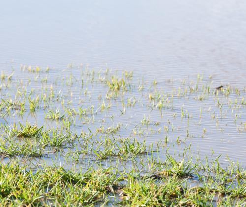 Flooded field