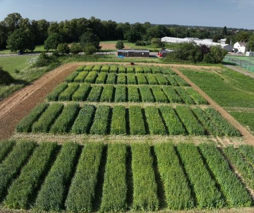 drone view of plots of oilseed rape