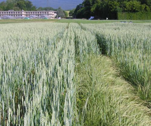 wheat field