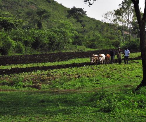 people ploughing the field