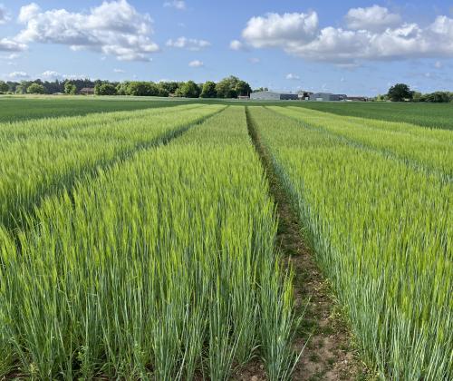 field of green barley
