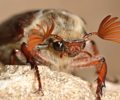 Cockchafer antennae