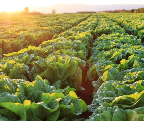 Lettuce field